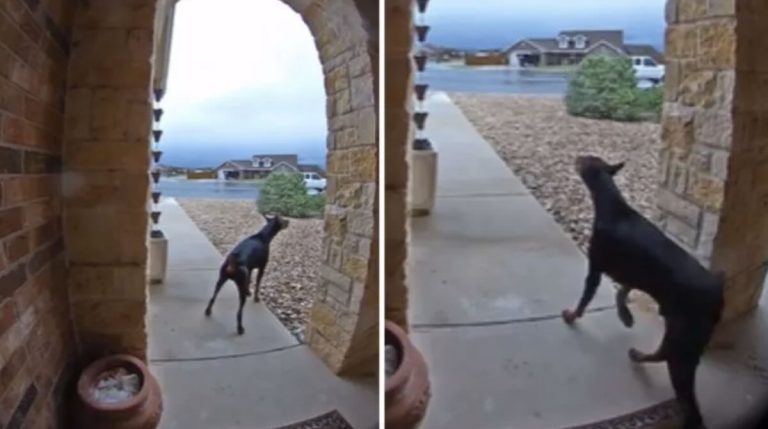 Kai the doberman tries to get help for grandpa