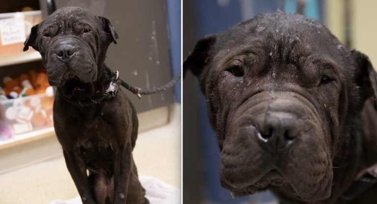 Lorena Shar Pei mix at Stray Rescue of St. Louis