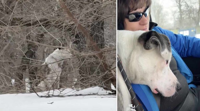 Dog rescued after two days in the cold