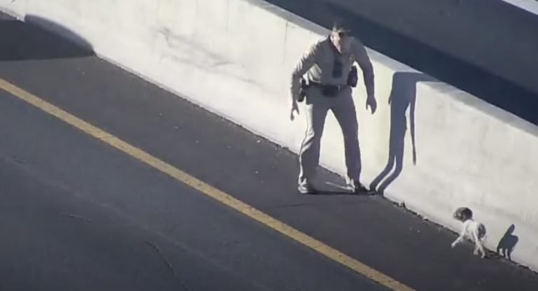 Man Who Rescued Stray Dog on Arizona Freeway Giving Her a Loving Home