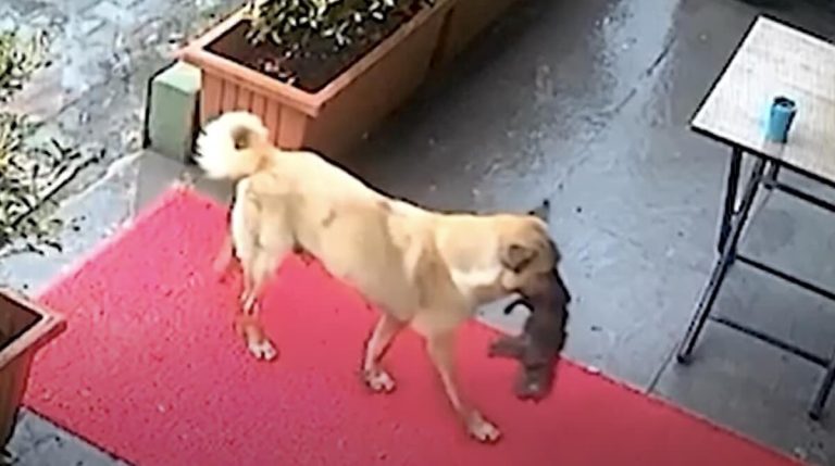 mama dog carries unconscious puppy to vet clinic