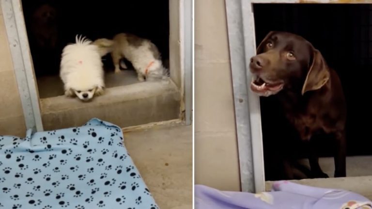 puppy mill rescues get their first blankets