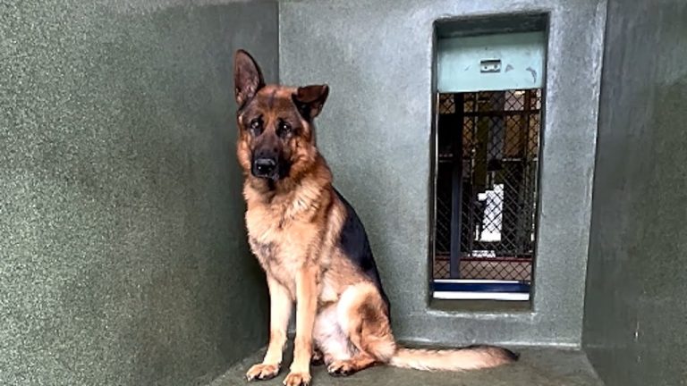 German Shepherd Spun in Circles Until Time Nearly Ran Out to Save Him