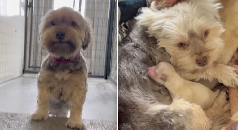 dog at National Mill Dog Rescue gives birth to surprise pup