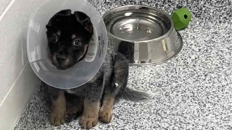 Sawyer the puppy up for adoption