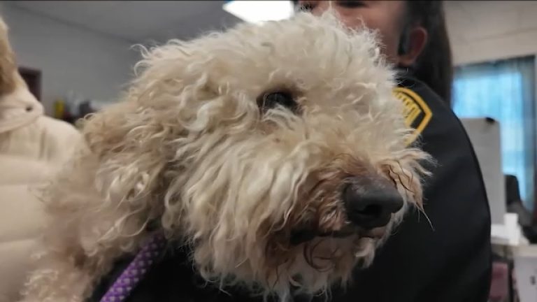 bichon frise rescued from dumpster