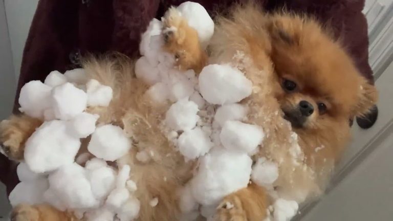 A snow pom pom