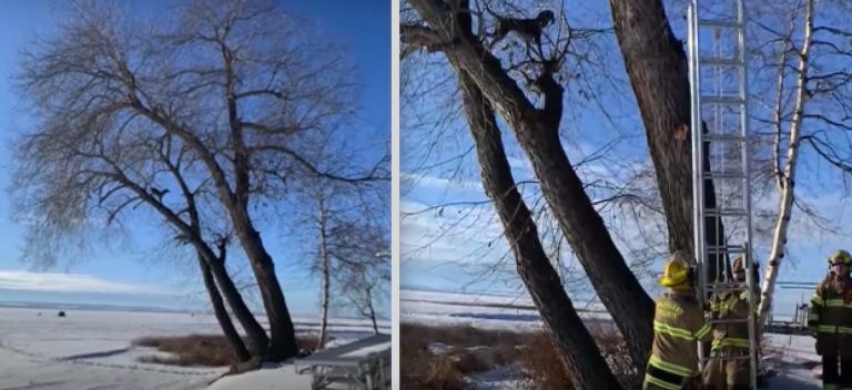 dog climbs 50 feet up a tree