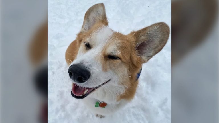 Waldo the Corgi comes to the rescue