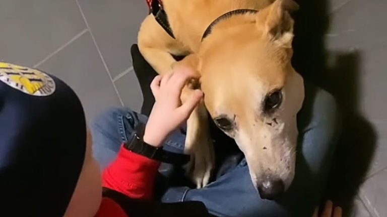 mistreated greyhound rescued