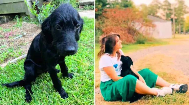 woman rescues stray dog