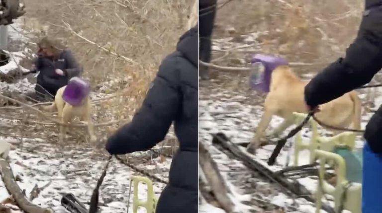 ‘Buckethead’ Dog Finally Rescued After Days On The Run