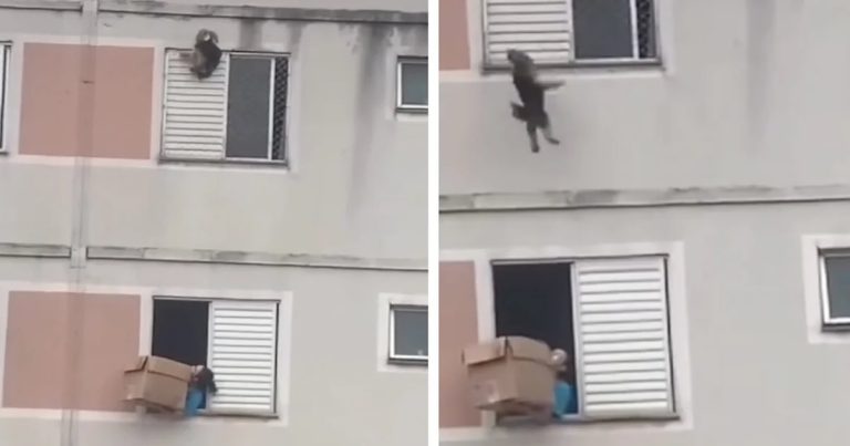 Woman Catches Dog From Terrifying Fall In Last Second