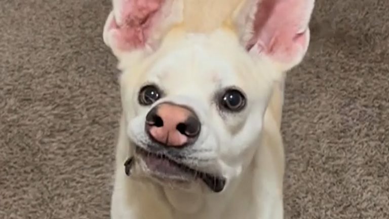 dog loves to talk