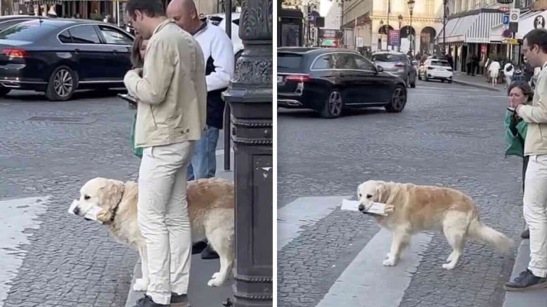 dog delivers baguette
