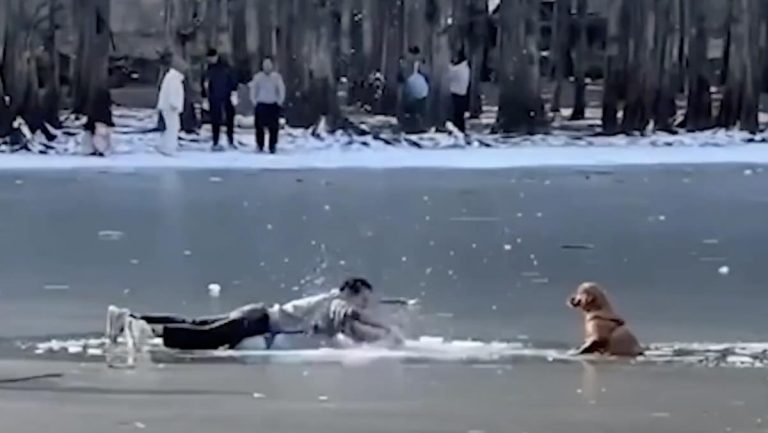 man rescues dog from ice