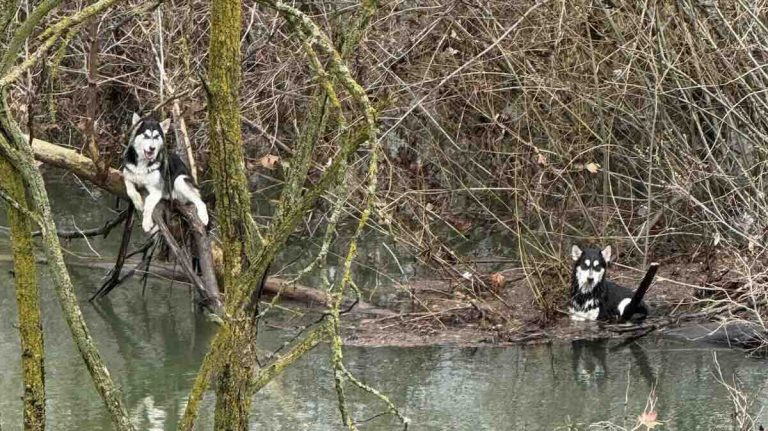 Husky puppies saved from flood