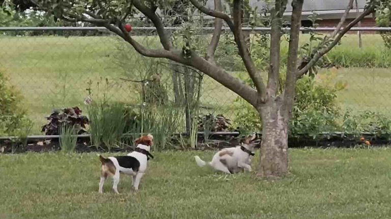 Jack Russell Terrier fetches ball from tree