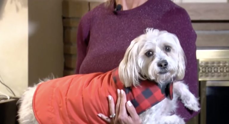 dog rescues frostbitten stranger