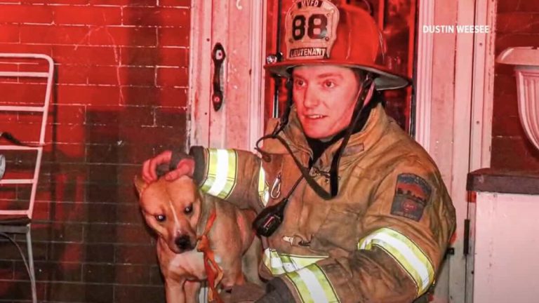 stray dog rescued by firefighter