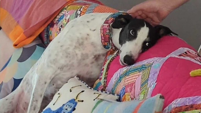 Anxious Senior Greyhound Who Quivered When Touched Finds Comfort With New Friend