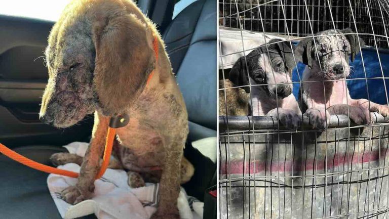 mangy puppies rescued by Stray Rescue of St. Louis
