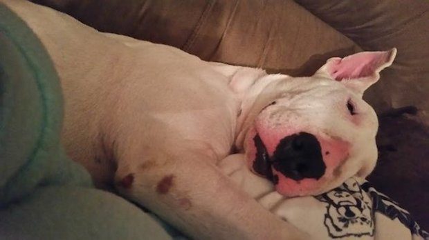 Rescued Bull Terrier Experiences Joy of a Cozy Bed for the First Time