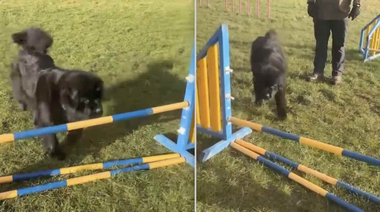 newfoundland dogs try agility
