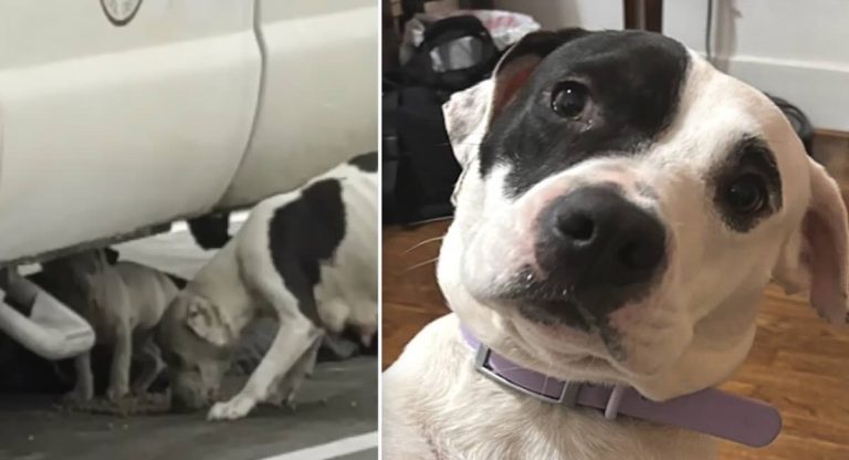 Pit bull and her puppy rescued off streets of Texas