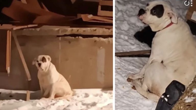 Pittie freezing outside in Detroit