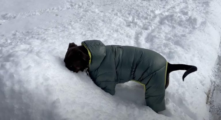 Rescued Pit Bull Adorably Plays in Fresh Fluffy Snow