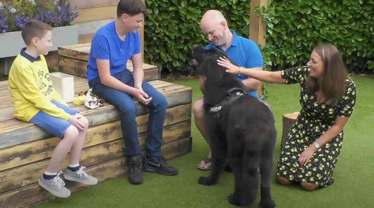 Rocky the newfie finds loving home