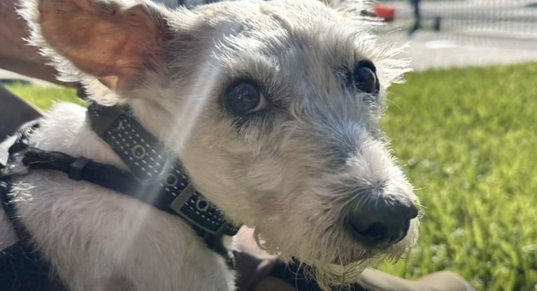 Scrim the dog found
