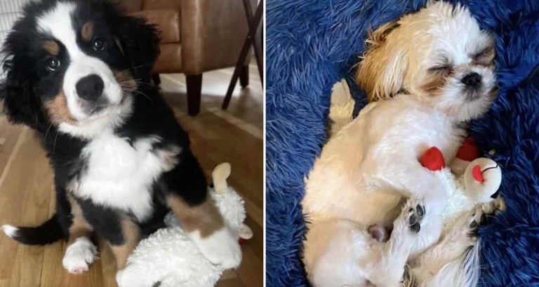 shelter dogs with their lambchops