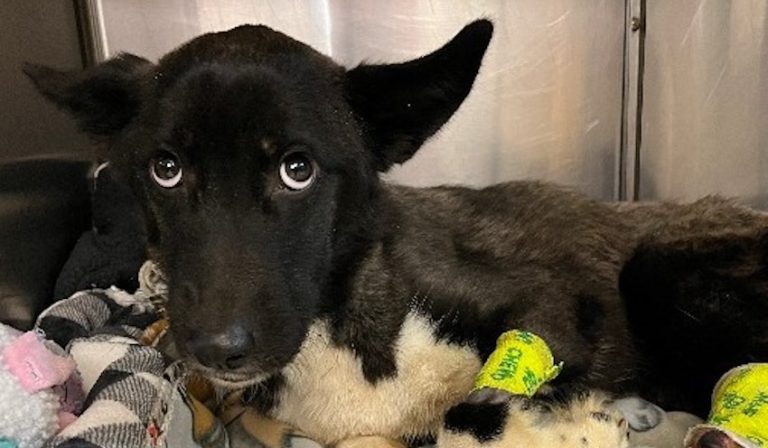 Dog Rescued From Hoarding Case Fights To Survive, Craves Comfort