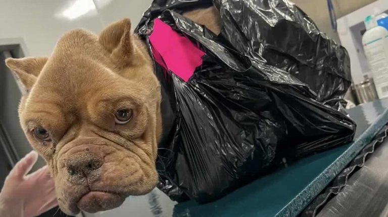 Wally found in trashbag now has home