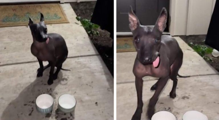 Dante a stray Xolo dog rescued.
