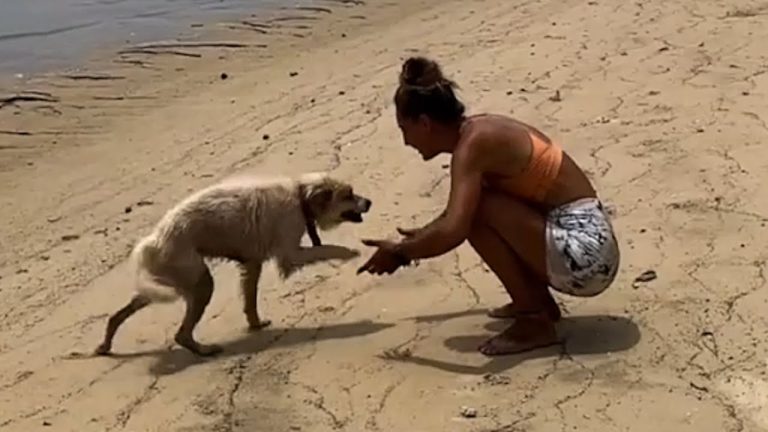 Annabelle Thai dog rescue