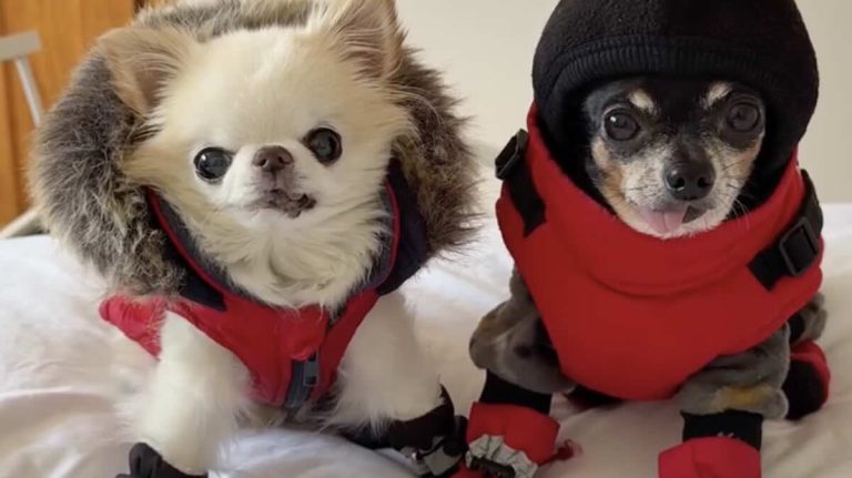 Canadian chihuahuas out in snow