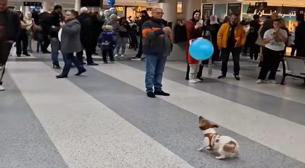 Playful Dog’s Adorable Balloon Game Charms Airport Travelers