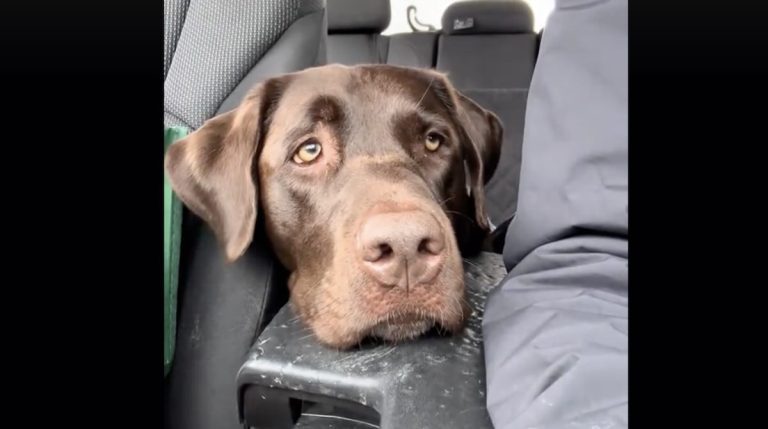 dog realizes going to grandpawrents