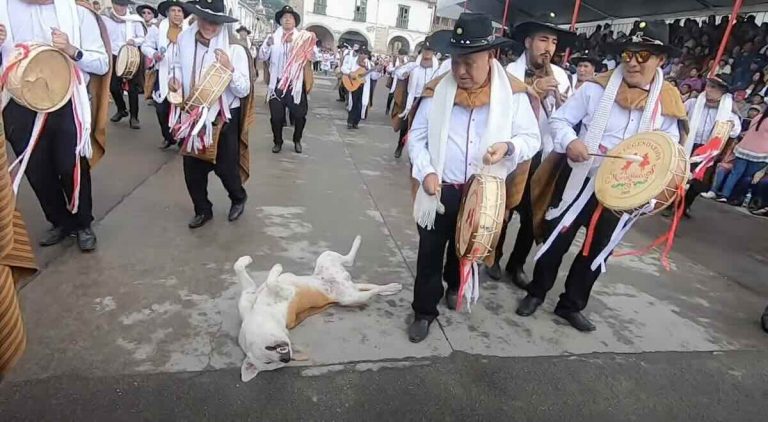 dog in parade