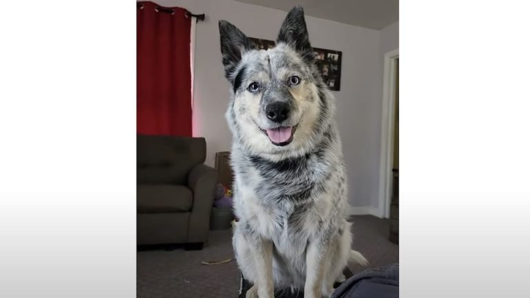 Dog Reacts Adorably When Dad Asks if She Wants  Muffins
