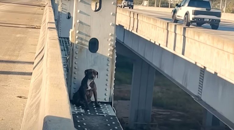 dog stuck on bridge rescued