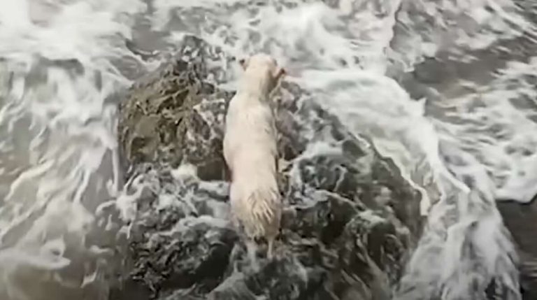 dog rescued from ocean