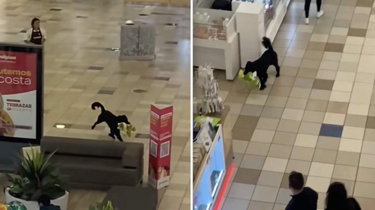 Playful Pup Steals Toy From Mall Store, Internet Cheers Him On