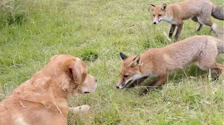 dog meets foxes