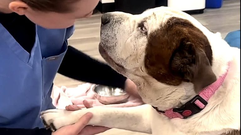 Obese Elderly Shelter Dog Who Could Barely Walk Gets A Second Chance