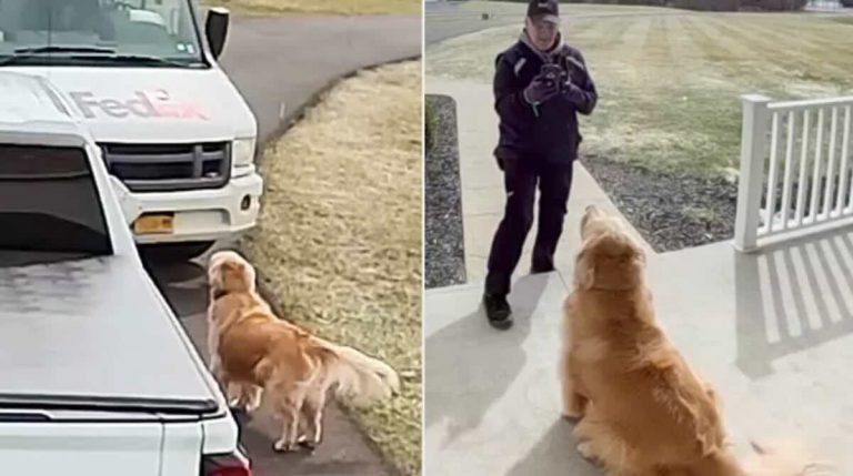 Frank the goldie