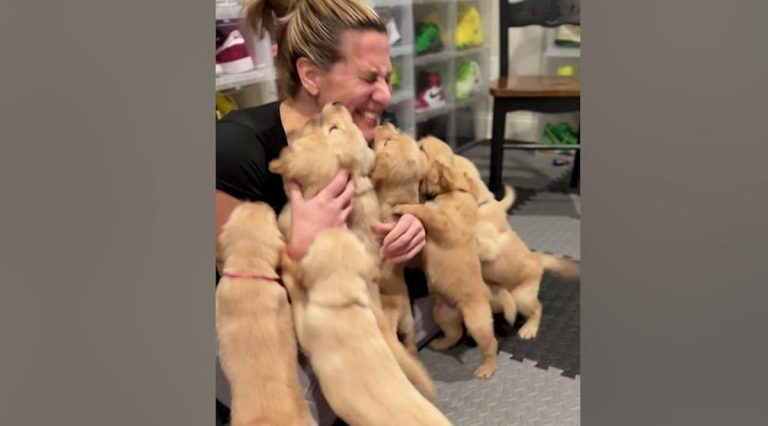 puppies meet nurse